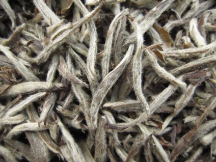 Tea Bai Hao Yin Zhen (Silver Needle) - tea igazi