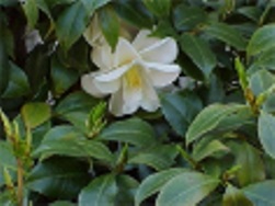 Tea bokor Camellia kínai vagy gondozás, növekvő problémáit betegség a világon a virágok Online