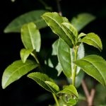 Tea bokor (camellia china) leírás, fotó, otthon termesztés, fotó