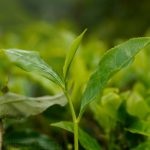 Bucătărie de ceai (camellia china) descriere, fotografie, cultivare acasă, fotografie