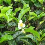 Tea bokor (camellia china) leírás, fotó, otthon termesztés, fotó