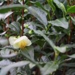 Tea bokor (camellia china) leírás, fotó, otthon termesztés, fotó