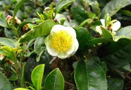 Bucătărie de ceai (camellia china) descriere, fotografie, cultivare acasă, fotografie