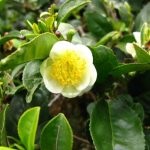 Tea bokor (camellia china) leírás, fotó, otthon termesztés, fotó