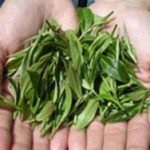 Bucătărie de ceai (camellia china) descriere, fotografie, cultivare acasă, fotografie