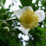 Bucătărie de ceai (camellia china) descriere, fotografie, cultivare acasă, fotografie