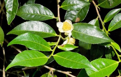 Bucătărie de ceai (camellia china) descriere, fotografie, cultivare acasă, fotografie