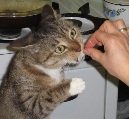Cum să hrănești o pisică