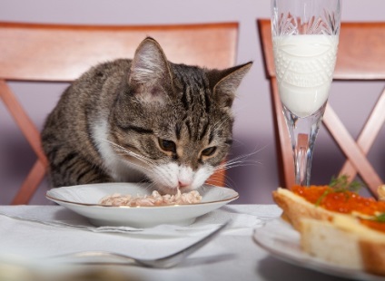 Cum să hrănești pisica