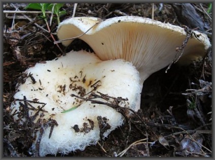 Care este diferența dintre ciuperci și podgruzdok