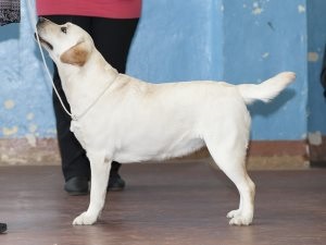 Milyen fajta kutya úgy néz ki, mint egy plüss játék, a macskák és a kutyák (amely) Milyen fajta kutya úgy néz ki, mint egy plüss játék, a macskák és a kutyák