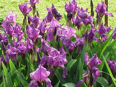 Florile tangentei (iris), o fotografie a mlaștinii, Siberian, pitic și galben pe patul de flori