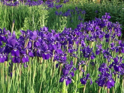 Flori ale tangentei (iris), o fotografie a mlaștinii, Siberian, pitic și galben pe patul de flori