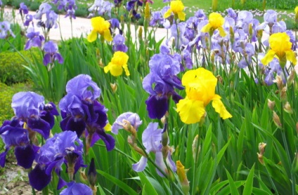 Florile tangentei (iris), o fotografie a mlaștinii, Siberian, pitic și galben pe patul de flori