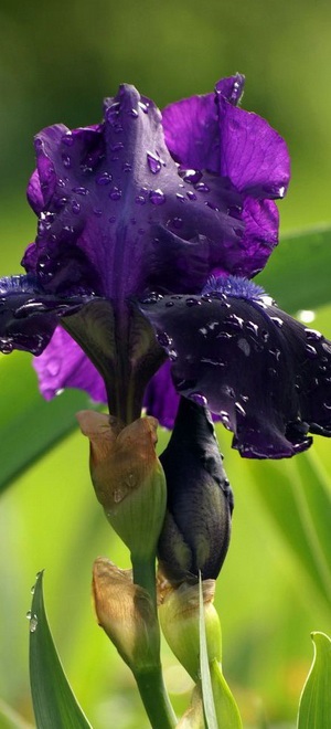 Florile tangentei (iris), o fotografie a mlaștinii, Siberian, pitic și galben pe patul de flori