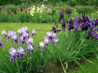 Florile tangentei (iris), o fotografie a mlaștinii, Siberian, pitic și galben pe patul de flori