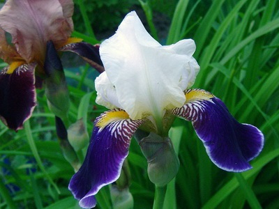 Flori ale tangentei (iris), o fotografie a mlaștinii, Siberian, pitic și galben pe patul de flori