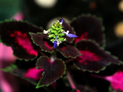 Virág Coleus szoba fajták és fotók, közös típusú növényekre