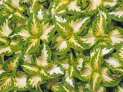 Virág Coleus szoba fajták és fotók, közös típusú növényekre