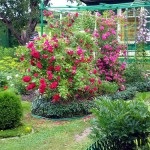 Flori în designul grădinii din grădină, phlox, irisuri, bujori, hortensii, trandafiri