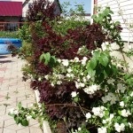 Flori în designul grădinii din grădină, phlox, irisuri, bujori, hortensii, trandafiri