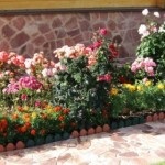 Flori în designul grădinii din grădină, phlox, irisuri, bujori, hortensii, trandafiri