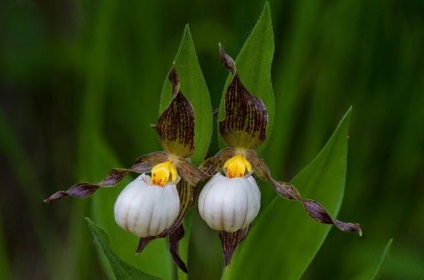 Vad orchideák, hogy nőnek mellettünk - oldal 1 5