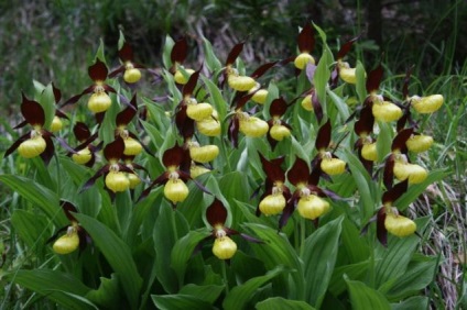 Vad orchideák, hogy nőnek mellettünk - oldal 1 5