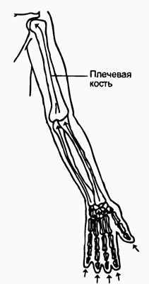 Respirația creierului spinal (osos) (partea 3) - yoga, sănătatea, sportul