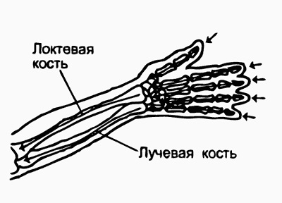 Respirația creierului spinal (osos) (partea 3) - yoga, sănătatea, sportul