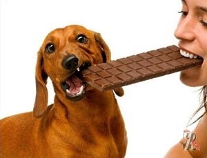 Aditivul din ciocolată - theobromine - cauzează defecțiuni grave ale corpului câinelui
