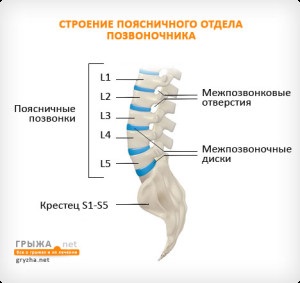 Proeminențele dorsale ale discurilor intervertebrale