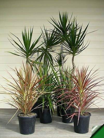 Dracaena, dracaena - zona florii