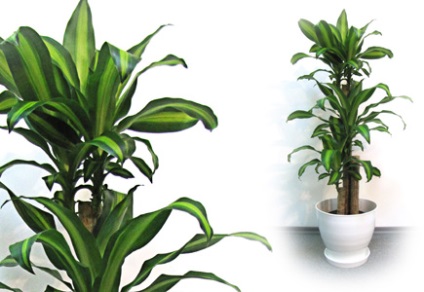 Dracaena, dracaena - zona florii