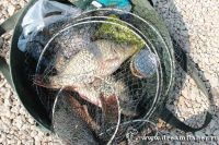 Dreamfisher-блог-изход риболова на шаран на Miusskaya естуар