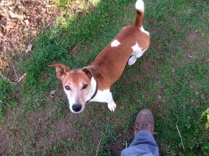 Jack Russell terrier fotografii, caracteristici și recenzii ale proprietarilor