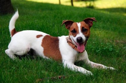 Jack Russell terrier fotografii, caracteristici și recenzii ale proprietarilor