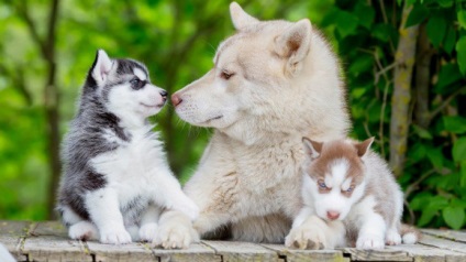 Excursie la canisa Husky Togliatti