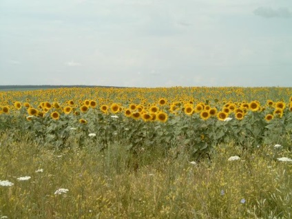Dacă te duci în Caucaz - soarele strălucește în ochiul drept (sau capriciile de vară ale floarea-soarelui)