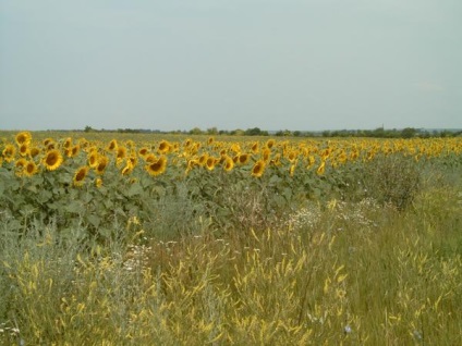 Dacă te duci în Caucaz - soarele strălucește în ochiul drept (sau capriciile de vară ale floarea-soarelui)