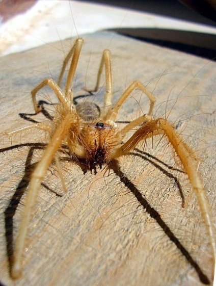 Phalanx - monstru păianjen infricosator, umkra
