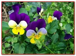 Viola tricolor, hasznos funkciók és használják a népi gyógyászatban
