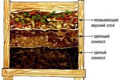 Formarea de roșii determinante într-un efect de seră economic benefic - viața mea