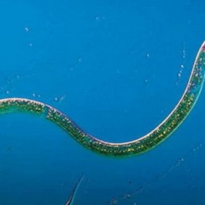 Worms Worms Viermi ai cauzei apariției, influenței asupra corpului, cum să trăim cu ei și cum să scăpăm