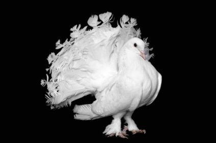 Porumbei păunuri fotografie, descriere, descrierea rasei