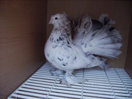 Porumbei standarde păunuri și descrierea rasei, reproducere, fotografie