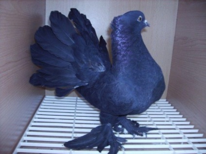 Porumbei standarde păunuri și descrierea rasei, reproducere, fotografie