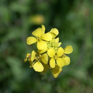 Mustár, mint zöldtrágya - kert gond nélkül