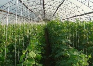 Kész üzleti tervet az üvegházhatást okozó mezőgazdaság, példát melegház üzleti terv számításai