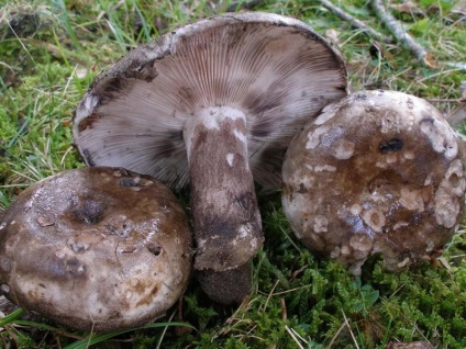 Ciuperci podgruzdok negru, alb, negru și de multe ori plachetare fotografie, descriere și utilizare